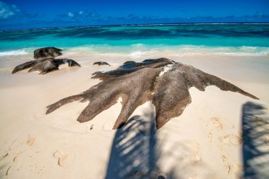 Seyşeller Takımadası 'ndaki La Digue Adası' nın muhteşem manzarası.