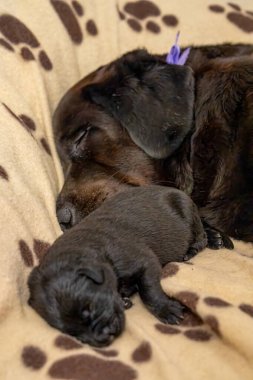 Sevgi dolu bir Labrador annesi, neşeli yavrularıyla, annelik bağı ve şefkat gösteriyor..