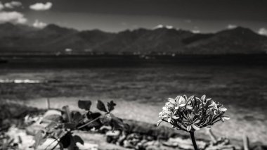 Endonezya 'nın Gili Havası' nın güzelliğini keşfediyor. Çarpıcı plajları ve berrak sularıyla..