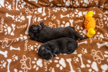 Labrador annesi, sevimli yavrularıyla ilgilenir. Yürek ısıtan bir aile ortamında..