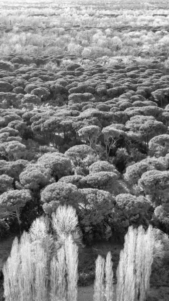 San Rossore 'ın Toskana, İtalya' daki panoramik hava manzarası, bozulmamış doğa ve vahşi yaşam.
