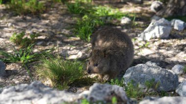 Rottnest Adası, Avustralya 'da mutlu kuokkalar. Güneşin tadını çıkarıyorlar..