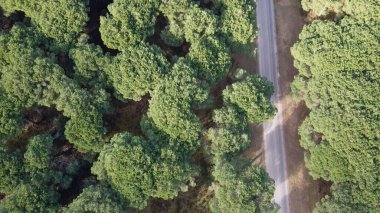 Pisa 'daki San Rossore Parkı' nın çarpıcı insansız hava aracı görüntüleri. Ormanlar ve kıvrımlı nehirler..