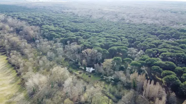 Pisa 'daki San Rossore Parkı' nın çarpıcı insansız hava aracı görüntüleri. Ormanlar ve kıvrımlı nehirler..