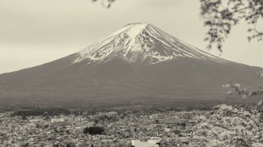 İkonik Fuji Dağı parlak bir bahar gününde açan dalların arasından görülüyor..