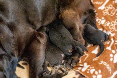 Labrador annesi, sevimli yavrularıyla ilgilenir. Yürek ısıtan bir aile ortamında..