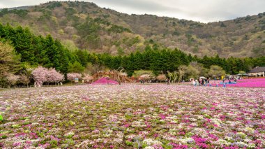 Fuji Dağı yakınlarındaki Fuji Shiba-sakura festivalinde Shiba-sakura çiçeklerinin renkli bir gösterisi..