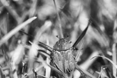 Doğal bir çevrede taze yeşil çimlerde yürüyen bir böceğin yakın çekimi..