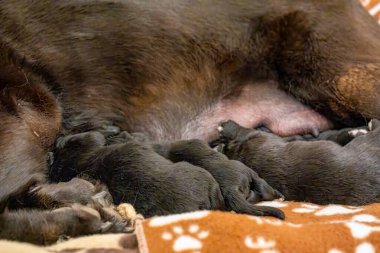 Labrador yavrusu annelerine sarılıyor, şefkatli ve neşeli bir aile sahnesi..