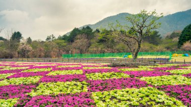 Fuji Shiba-sakura festivali sırasında Fuji Dağı 'nın arka planında çiçek açan canlı çiçekler..