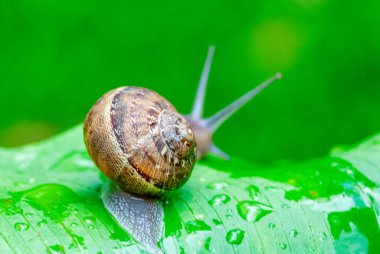 Bir salyangoz yakın çekim kabuğu ile yeşil çimenlerin üzerinde yavaşça sürünüyor..