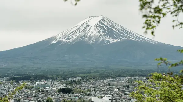 İkonik Fuji Dağı parlak bir bahar gününde açan dalların arasından görülüyor..