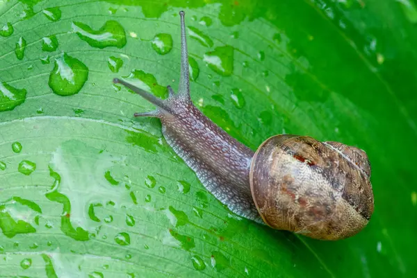 Bir salyangoz yakın çekim kabuğu ile yeşil çimenlerin üzerinde yavaşça sürünüyor..