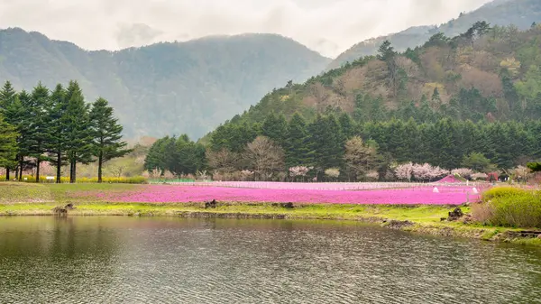 Fuji Shiba-sakura çiçek festivalinin muhteşem pembe çiçekleri ve Fuji Dağı 'nın yükselişiyle manzarası. .