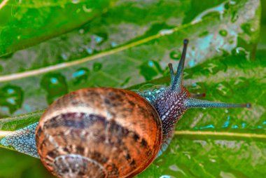 Kabuklu bir salyangozun parlak bir günde çimenli arazide hareket edişinin makro görüntüsü..