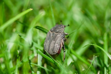 Doğal bir çevrede taze yeşil çimlerde yürüyen bir böceğin yakın çekimi..