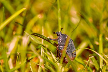 Doğal bir çevrede taze yeşil çimlerde yürüyen bir böceğin yakın çekimi..