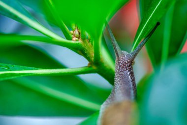 Kabuklu bir salyangozun parlak bir günde çimenli arazide hareket edişinin makro görüntüsü..