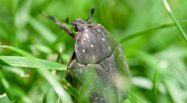Güneş ışığı altında çimenli arazide hareket eden böcek, huzurlu bir doğal ortamda yakalandı..