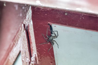 Japon tapınağının çatısına tünemiş büyük bir örümceğin yakın çekimi..