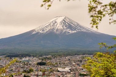 İkonik Fuji Dağı parlak bir bahar gününde açan dalların arasından görülüyor..