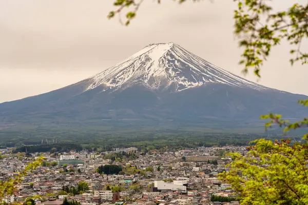İkonik Fuji Dağı parlak bir bahar gününde açan dalların arasından görülüyor..