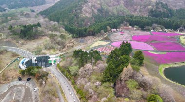 Japon Shibazakura Festivali 'nin yosun çiçekli manzara manzarası..