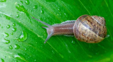 Bir salyangoz yakın çekim kabuğu ile yeşil çimenlerin üzerinde yavaşça sürünüyor..