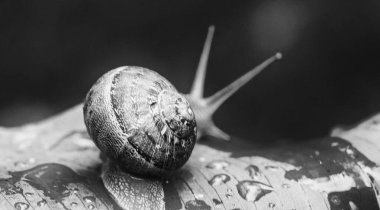 Bir salyangoz yakın çekim kabuğu ile yeşil çimenlerin üzerinde yavaşça sürünüyor..