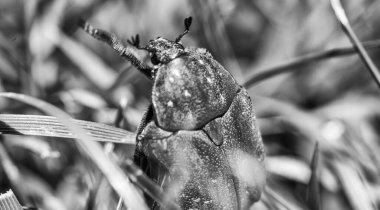 Güneş ışığı altında çimenli arazide hareket eden böcek, huzurlu bir doğal ortamda yakalandı..