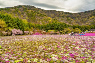 Fuji Dağı yakınlarındaki Fuji Shiba-sakura festivalinde Shiba-sakura çiçeklerinin renkli bir gösterisi..