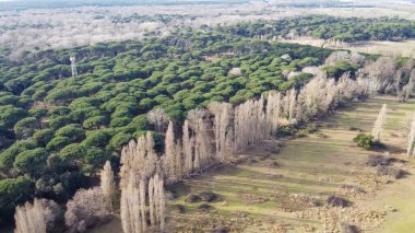 Pisa 'daki San Rossore Parkı' nın çarpıcı insansız hava aracı görüntüleri. Ormanlar ve kıvrımlı nehirler..