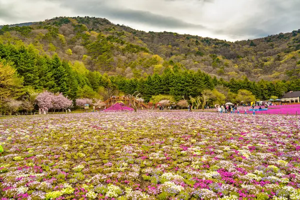Fuji Dağı yakınlarındaki Fuji Shiba-sakura festivalinde Shiba-sakura çiçeklerinin renkli bir gösterisi..