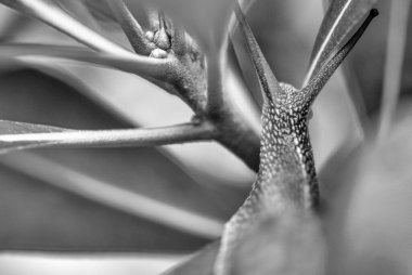 Kabuklu bir salyangozun parlak bir günde çimenli arazide hareket edişinin makro görüntüsü..