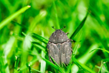 Doğal bir çevrede taze yeşil çimlerde yürüyen bir böceğin yakın çekimi..