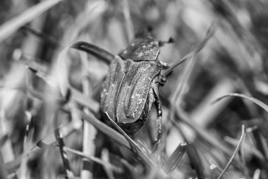 Doğal bir çevrede taze yeşil çimlerde yürüyen bir böceğin yakın çekimi..