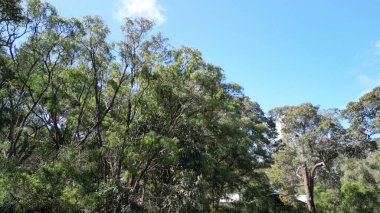 Batı Avustralya 'daki Göl Mağarası' nın havadan görünüşü.