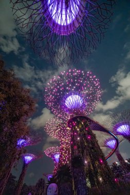 Singapur - 13 Eylül 2023: Geceleri körfez doğa parkının bahçelerinin aydınlatılmış süper ağaçları.