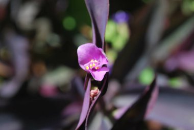 Bahçedeki güzel mor çiçek