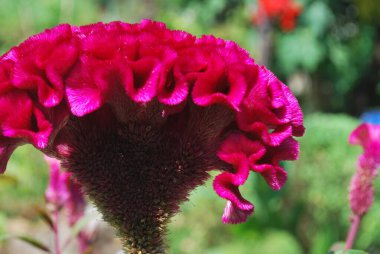 Tarak, ibikli selezya, bahçede güzel çiçekler.