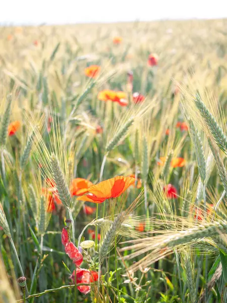 Poppies Rye Field — Stock fotografie