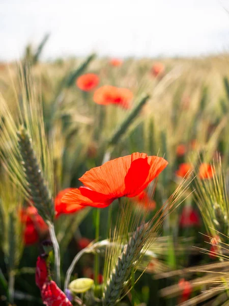 Poppies Einem Rye Feld Stockbild