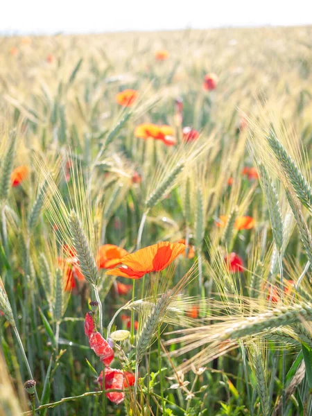 Poppies Einem Rye Feld lizenzfreie Stockbilder
