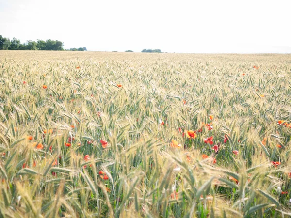 Poppies Einem Rye Feld Stockfoto