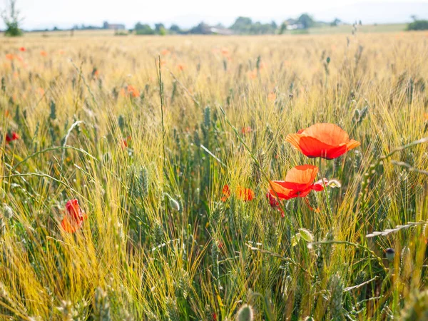 Poppies Einem Rye Feld Stockfoto
