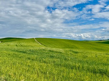Berrak mavi gökyüzünün altında yemyeşil alanlar, sükunet ve doğa ile bağlantı yayıyor. Yuvarlanan tepeler manzarayı güzelleştirir, Toskana, İtalya.