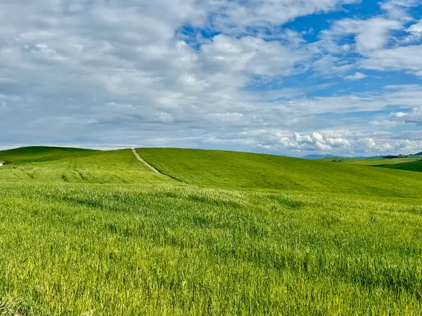 明るい青い空の下に緑豊かな畑 静けさと自然とのつながりを示しています ローリング丘は絵のような風景を高めます トスカーナ イタリア ロイヤリティフリーのストック画像