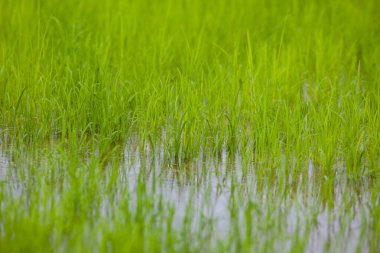 Genç pirinç bitkileri yemyeşil bir çeltik tarlasında filizlenir.