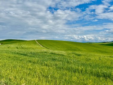 Berrak mavi gökyüzünün altında yemyeşil alanlar, sükunet ve doğa ile bağlantı yayıyor. Yuvarlanan tepeler manzarayı güzelleştirir, Toskana, İtalya.