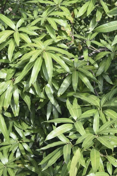 Nahaufnahme Mango Blätter Aus Dem Indischen Garten — Stockfoto